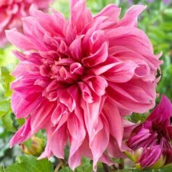 1#, Maki Dinnerplate Dahlia Flower Bulbs Bare Roots (Bag Of 8)