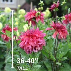 #1, Maki Dinnerplate Dahlia Flower Bulbs (Bag Of 12) -Garden State Bulb garden state bulb flower bulbs ecs 70 12 03 4f 1000