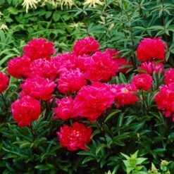 2/3 Eyes, Karl Rosenfield Peony Flower Bulbs Bare Roots (Bag Of 3) -Garden State Bulb garden state bulb flower bulbs ecs 71 03 01 31 1000