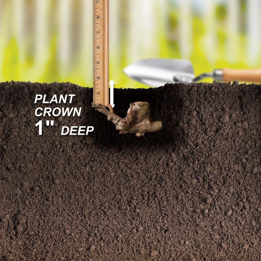 2/3 Eyes, Karl Rosenfield Peony Flower Bulbs Bare Roots (Bag Of 9) 7 2/3 Eyes, Karl Rosenfield Peony Flower Bulbs Bare Roots (Bag Of 9) - Image 5