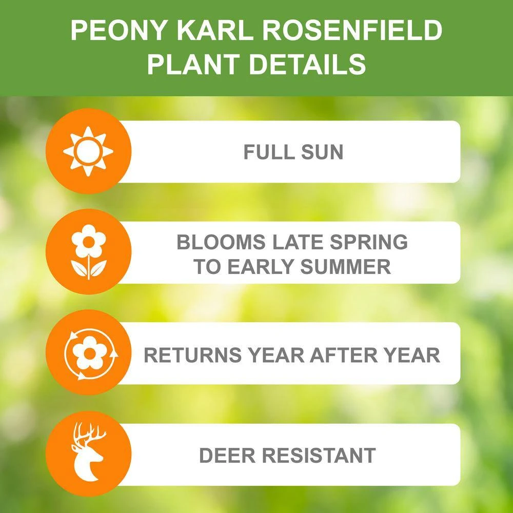 2/3 Eyes, Karl Rosenfield Peony Flower Bulbs Bare Roots (Bag Of 9) 4 2/3 Eyes, Karl Rosenfield Peony Flower Bulbs Bare Roots (Bag Of 9) - Image 2