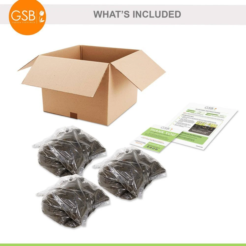 2/3 Eyes, Karl Rosenfield Peony Flower Bulbs Bare Roots (Bag Of 9) 8 2/3 Eyes, Karl Rosenfield Peony Flower Bulbs Bare Roots (Bag Of 9) - Image 6