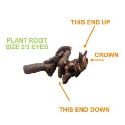 2/3 Eyes, Coral Sunset Peony Flower Bulbs Bare Roots (Bag Of 3) -Garden State Bulb garden state bulb flower bulbs ecs 72 03 01 1f 1000