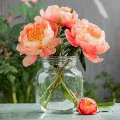 2/3 Eyes, Coral Sunset Peony Flower Bulbs, Bare Roots (Bag Of 9) 17 2/3 Eyes, Coral Sunset Peony Flower Bulbs, Bare Roots (Bag Of 9) -Garden State Bulb garden state bulb flower bulbs ecs 72 09 03 31 1000