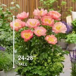 2/3 Eyes, Coral Sunset Peony Flower Bulbs, Bare Roots (Bag Of 9) 12 2/3 Eyes, Coral Sunset Peony Flower Bulbs, Bare Roots (Bag Of 9) -Garden State Bulb garden state bulb flower bulbs ecs 72 09 03 4f 1000