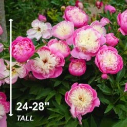 2/3 Eyes, Bowl Of Beauty Peony Flower Bulbs Bare Roots (Bag Of 9) -Garden State Bulb garden state bulb flower bulbs ecs 73 09 03 4f 1000