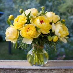 3/5 Eyes, Bartzella Itoh Peony Flower Bulbs, Live Bare Root (Bag Of 1) -Garden State Bulb garden state bulb flower bulbs ecs 74 01 01 31 1000