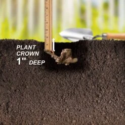 3/5 Eyes, Bartzella Itoh Peony Flower Bulbs, Live Bare Root (Bag Of 1) -Garden State Bulb garden state bulb flower bulbs ecs 74 01 01 44 1000