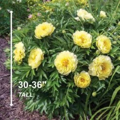 3/5 Eyes, Bartzella Itoh Peony Flower Bulbs, Live Bare Root (Bag Of 1) -Garden State Bulb garden state bulb flower bulbs ecs 74 01 01 4f 1000
