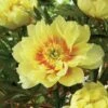 3/5 Eyes, Bartzella Itoh Peony Flower Bulbs, Bare Roots (Bag Of 2) -Garden State Bulb garden state bulb flower bulbs ecs 74 02 02 64 1000