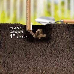 3/5 Eyes, Pink Cora Louise Itoh Peony Flower Bulbs, Live Bare Root (Bag Of 1) -Garden State Bulb garden state bulb flower bulbs ecs 75 01 01 44 1000