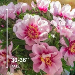 3/5 Eyes, Pink Cora Louise Itoh Peony Flower Bulbs, Live Bare Roots (Bag Of 2) -Garden State Bulb garden state bulb flower bulbs ecs 75 02 02 4f 1000