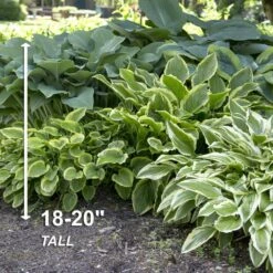 #1, Multi-Color Variegated Mix Hosta Bulbs, Bare Roots (Bag Of 6) -Garden State Bulb garden state bulb flower bulbs ecs 76 06 01 4f 1000