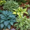 #1, Multi-Color Variegated Mix Hosta Bulbs, Bare Roots (Bag Of 6) -Garden State Bulb garden state bulb flower bulbs ecs 76 06 01 64 1000