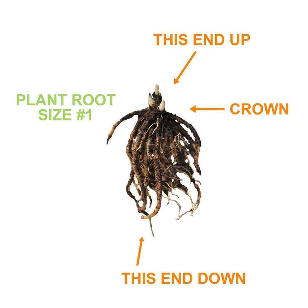 #1, Multi-color Variegated Mix Hosta Bulbs, Bare Roots (Bag Of 18) 6 #1, Multi-color Variegated Mix Hosta Bulbs, Bare Roots (Bag Of 18) - Image 4