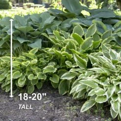 #1, Multi-color Variegated Mix Hosta Bulbs, Bare Roots (Bag Of 18) 12 #1, Multi-color Variegated Mix Hosta Bulbs, Bare Roots (Bag Of 18) -Garden State Bulb garden state bulb flower bulbs ecs 76 18 03 4f 1000