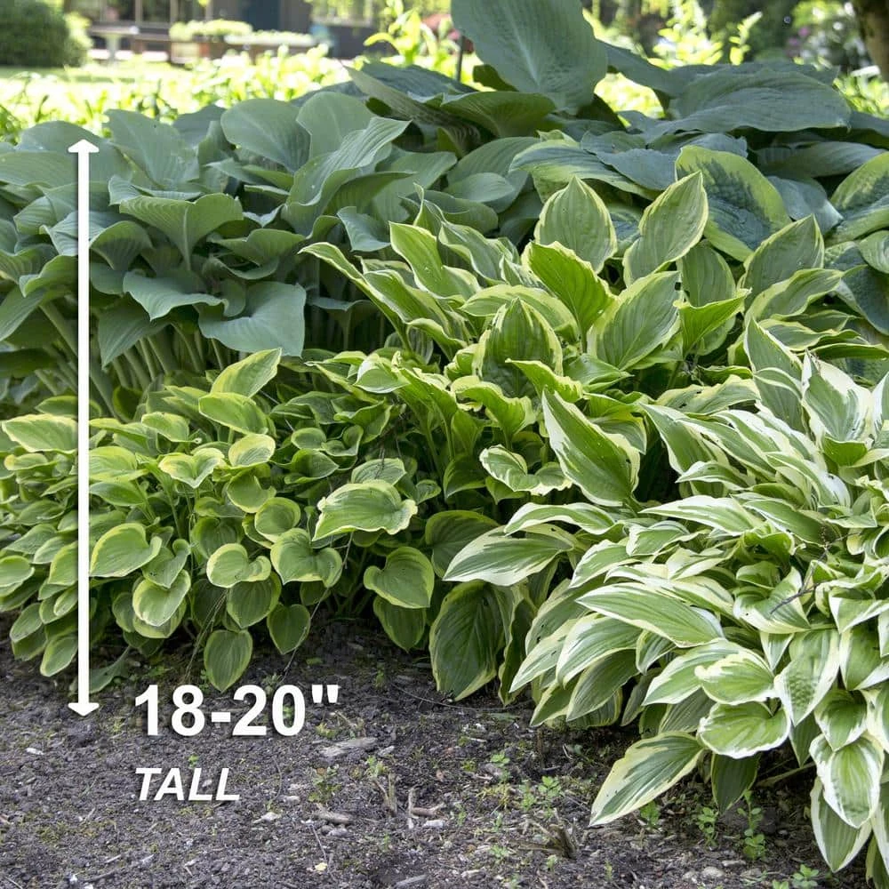 #1, Multi-color Variegated Mix Hosta Bulbs, Bare Roots (Bag Of 18) 5 #1, Multi-color Variegated Mix Hosta Bulbs, Bare Roots (Bag Of 18) - Image 3