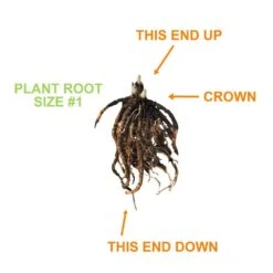 #1, Blue Mix Hosta Bulbs, Bare Roots (Bag Of 3) -Garden State Bulb garden state bulb flower bulbs ecs 77 03 01 1f 1000