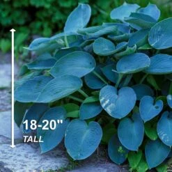 #1, Blue Mix Hosta Bulbs, Bare Roots (Bag Of 3) -Garden State Bulb garden state bulb flower bulbs ecs 77 03 01 4f 1000