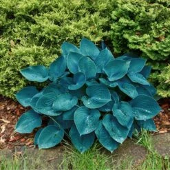 #1, Blue Mix Hosta Bulbs, Bare Roots (Bag Of 6) -Garden State Bulb garden state bulb flower bulbs ecs 77 06 02 31 1000