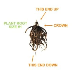 #1, Blue Mix Hosta Bulbs, Bare Roots (Bag Of 9) 12 #1, Blue Mix Hosta Bulbs, Bare Roots (Bag Of 9) -Garden State Bulb garden state bulb flower bulbs ecs 77 09 03 1f 1000