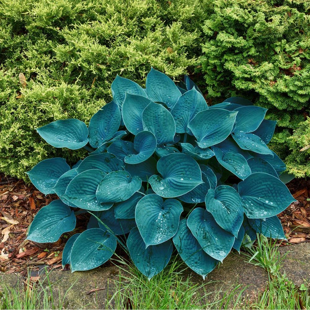#1, Blue Mix Hosta Bulbs, Bare Roots (Bag Of 9) 9 #1, Blue Mix Hosta Bulbs, Bare Roots (Bag Of 9) - Image 7
