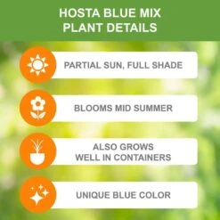#1, Blue Mix Hosta Bulbs, Bare Roots (Bag Of 9) 10 #1, Blue Mix Hosta Bulbs, Bare Roots (Bag Of 9) -Garden State Bulb garden state bulb flower bulbs ecs 77 09 03 c3 1000