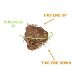 Fancy Red Flash Caladium Bulbs, Bare Roots (Bag Of 20) -Garden State Bulb garden state bulb flower bulbs ecs 81 20 02 1f 1000