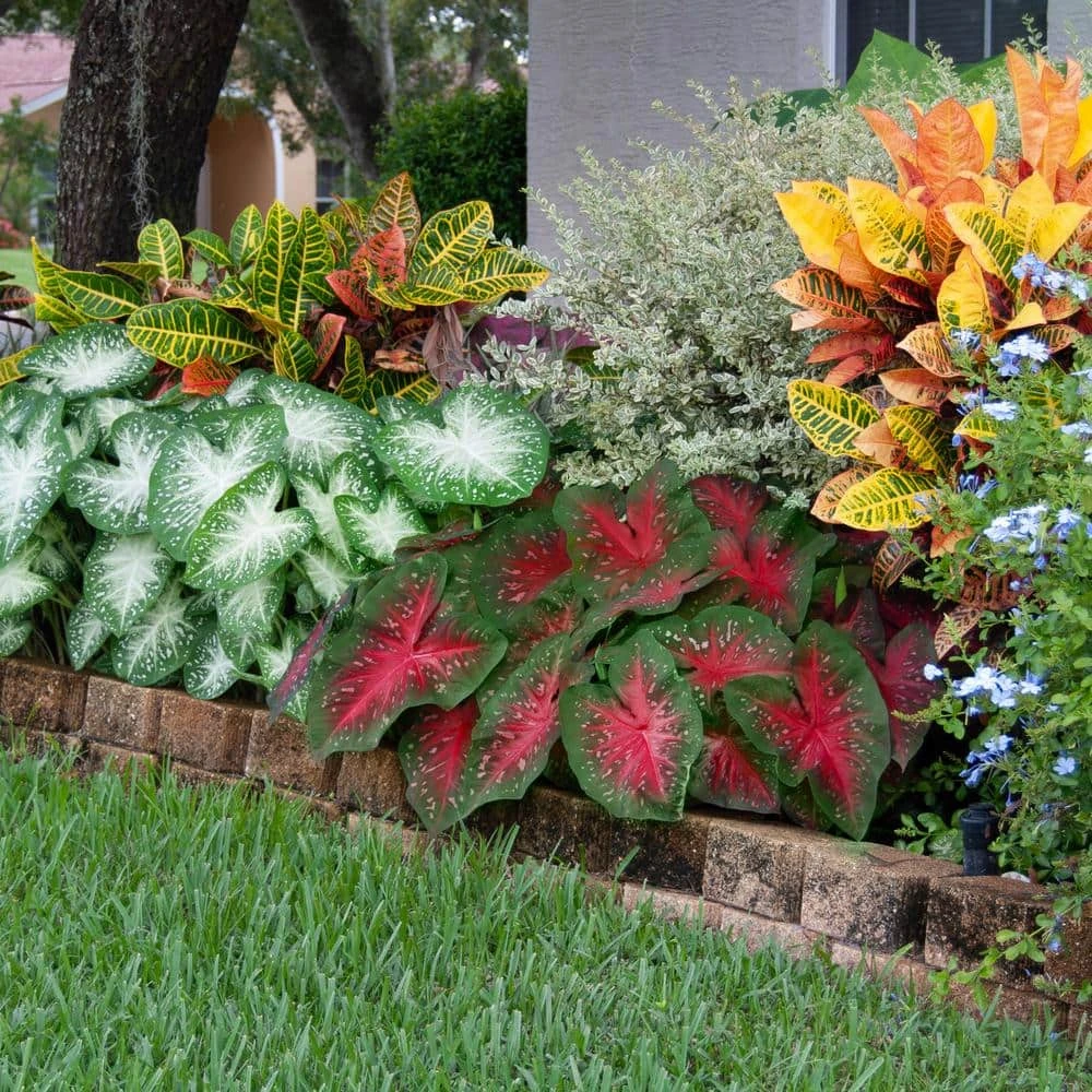 Fancy Red Flash Caladium Bulbs, Bare Roots (Bag Of 40) 10 Fancy Red Flash Caladium Bulbs, Bare Roots (Bag Of 40) - Image 8