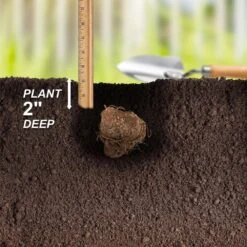 Fancy Red Flash Caladium Bulbs, Bare Roots (Bag Of 40) 14 Fancy Red Flash Caladium Bulbs, Bare Roots (Bag Of 40) -Garden State Bulb garden state bulb flower bulbs ecs 81 40 04 44 1000