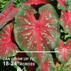 Fancy Red Flash Caladium Bulbs, Bare Roots (Bag Of 40) 12 Fancy Red Flash Caladium Bulbs, Bare Roots (Bag Of 40) -Garden State Bulb garden state bulb flower bulbs ecs 81 40 04 4f 1000