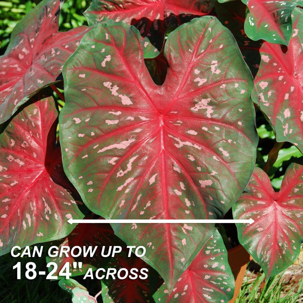 Fancy Red Flash Caladium Bulbs, Bare Roots (Bag Of 40) 5 Fancy Red Flash Caladium Bulbs, Bare Roots (Bag Of 40) - Image 3