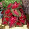 Fancy Red Flash Caladium Bulbs, Bare Roots (Bag Of 40) 2 Fancy Red Flash Caladium Bulbs, Bare Roots (Bag Of 40) -Garden State Bulb garden state bulb flower bulbs ecs 81 40 04 64 1000