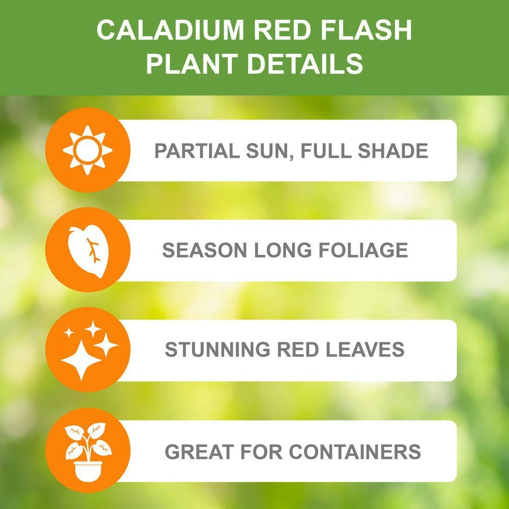 Fancy Red Flash Caladium Bulbs, Bare Roots (Bag Of 40) 4 Fancy Red Flash Caladium Bulbs, Bare Roots (Bag Of 40) - Image 2