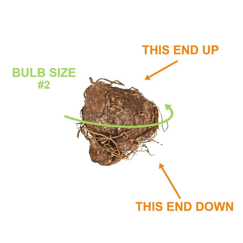 Carolyn Whorton Pink Caladium Bulbs, Bare Roots (Bag Of 10) 6 Carolyn Whorton Pink Caladium Bulbs, Bare Roots (Bag Of 10) - Image 4