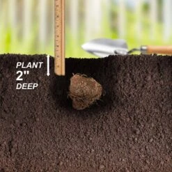 Carolyn Whorton Pink Caladium Bulbs, Bare Roots (Bag Of 10) 14 Carolyn Whorton Pink Caladium Bulbs, Bare Roots (Bag Of 10) -Garden State Bulb garden state bulb flower bulbs ecs 82 10 01 44 1000