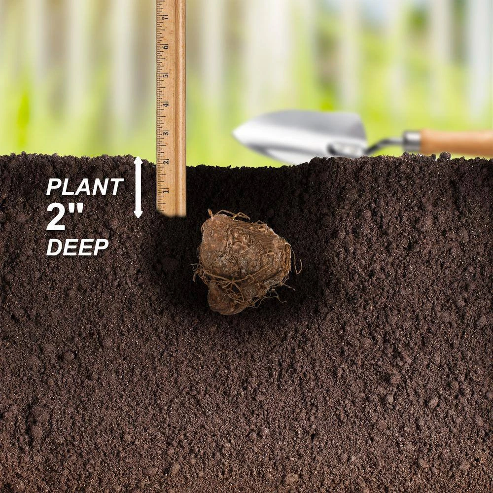 Carolyn Whorton Pink Caladium Bulbs, Bare Roots (Bag Of 10) 7 Carolyn Whorton Pink Caladium Bulbs, Bare Roots (Bag Of 10) - Image 5