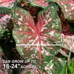 Carolyn Whorton Pink Caladium Bulbs, Bare Roots (Bag Of 10) 12 Carolyn Whorton Pink Caladium Bulbs, Bare Roots (Bag Of 10) -Garden State Bulb garden state bulb flower bulbs ecs 82 10 01 4f 1000