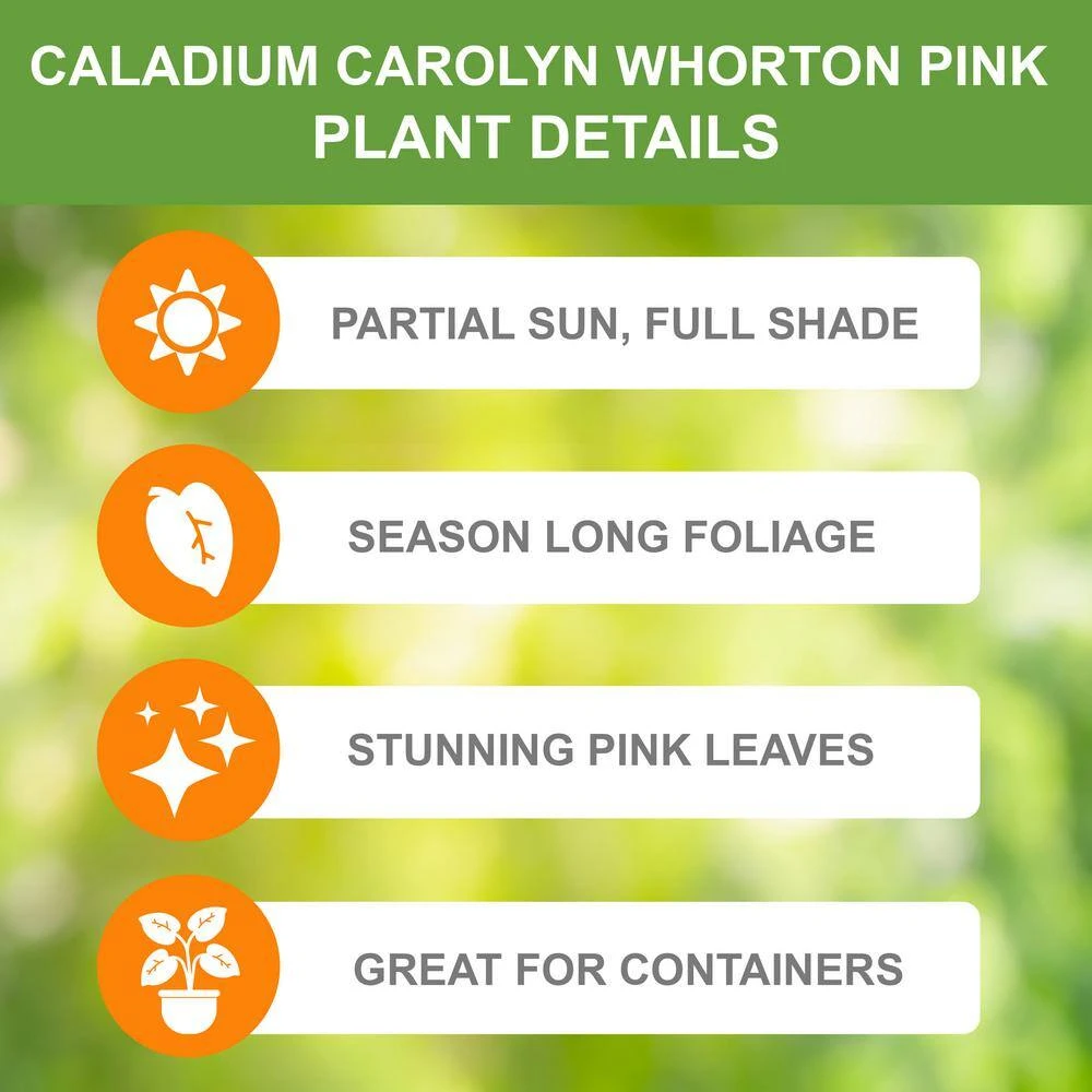 Carolyn Whorton Pink Caladium Bulbs, Bare Roots (Bag Of 10) 4 Carolyn Whorton Pink Caladium Bulbs, Bare Roots (Bag Of 10) - Image 2