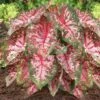 Carolyn Whorton Pink Caladium Bulbs, Bare Roots (Bag Of 20) 2 Carolyn Whorton Pink Caladium Bulbs, Bare Roots (Bag Of 20) -Garden State Bulb garden state bulb flower bulbs ecs 82 20 02 64 1000