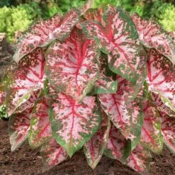 Carolyn Whorton Pink Caladium Bulbs, Bare Roots (Bag Of 40)