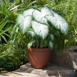 Aaron White Caladium Bulbs, Bare Roots (Bag Of 10) -Garden State Bulb garden state bulb flower bulbs ecs 83 10 01 31 1000