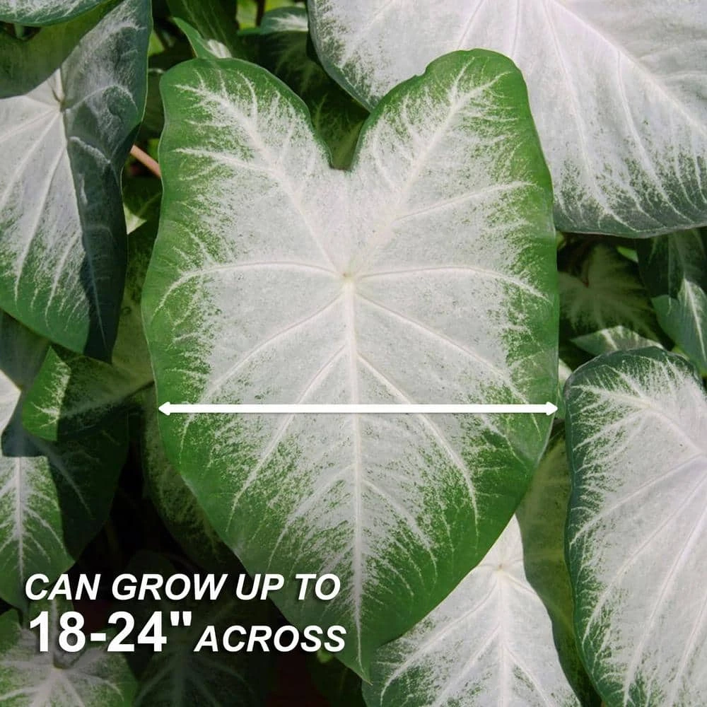 #2, Aaron White Caladium Bulbs, Bare Roots (Bag Of 20) 5 #2, Aaron White Caladium Bulbs, Bare Roots (Bag Of 20) - Image 3