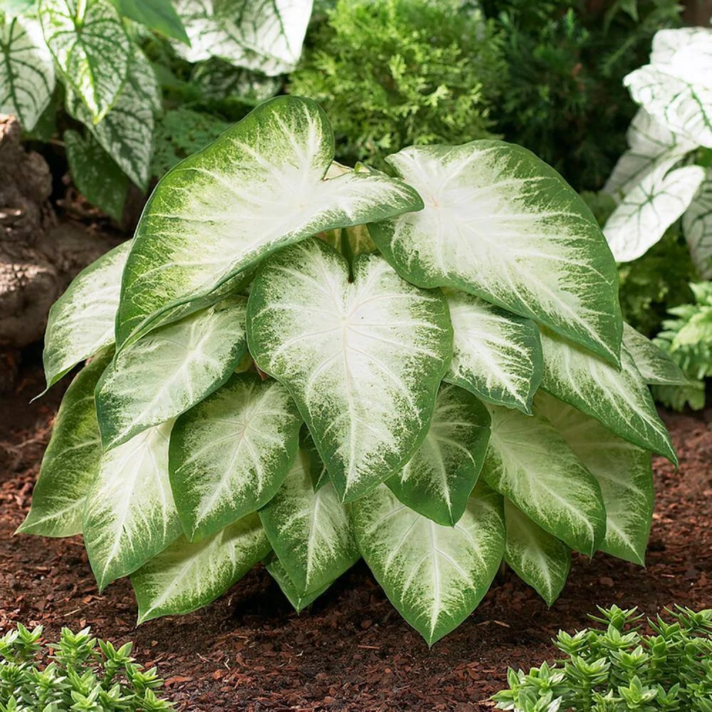#2, Aaron White Caladium Bulbs, Bare Roots (Bag Of 20) 3 #2, Aaron White Caladium Bulbs, Bare Roots (Bag Of 20)
