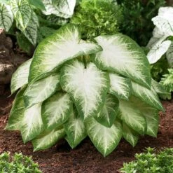 #2, Aaron White Caladium Bulbs, Bare Roots (Bag Of 40)