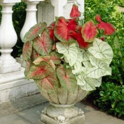#2, Mixed Caladium Bulbs, Bare Roots (Bag Of 20) 17 #2, Mixed Caladium Bulbs, Bare Roots (Bag Of 20) -Garden State Bulb garden state bulb flower bulbs ecs 84 20 02 31 1000