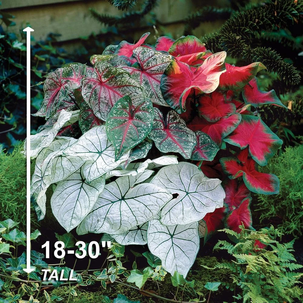 #2, Mixed Caladium Bulbs, Bare Roots (Bag Of 20) 5 #2, Mixed Caladium Bulbs, Bare Roots (Bag Of 20) - Image 3