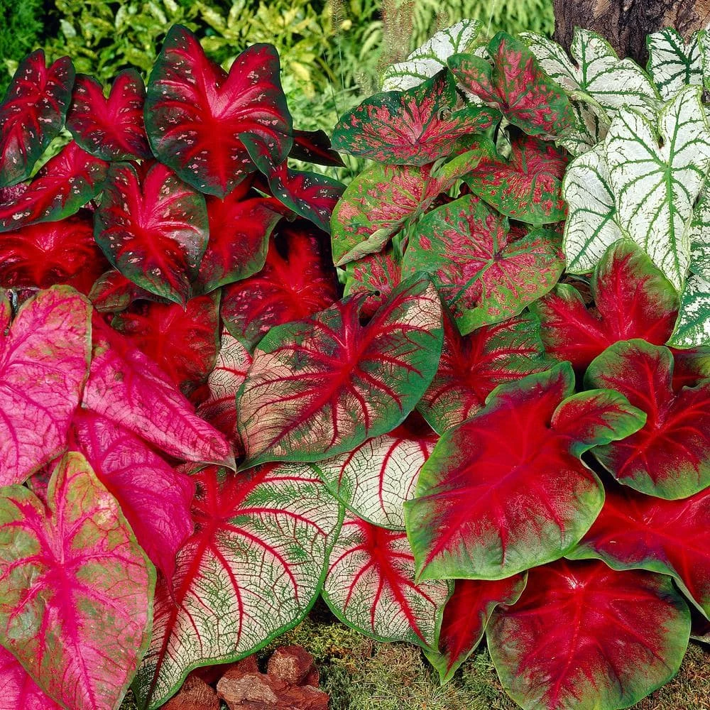 #2, Mixed Caladium Bulbs, Bare Roots (Bag Of 20) 3 #2, Mixed Caladium Bulbs, Bare Roots (Bag Of 20)