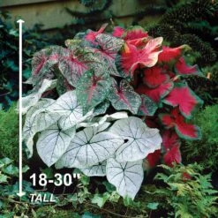 #2, Mixed Caladium Bulbs, Bare Roots (Bag Of 40) -Garden State Bulb garden state bulb flower bulbs ecs 84 40 04 4f 1000
