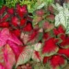 #2, Mixed Caladium Bulbs, Bare Roots (Bag Of 40) -Garden State Bulb garden state bulb flower bulbs ecs 84 40 04 64 1000